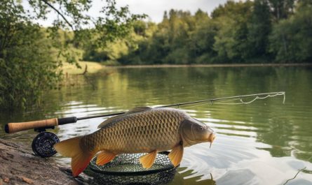 Les erreurs courantes en pêche à la carpe et comment les éviter.
