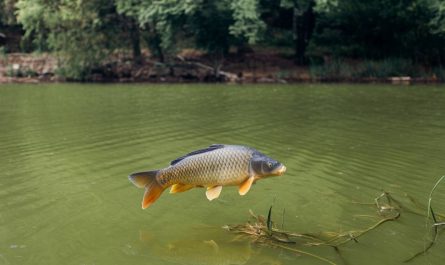 Montage pour carpe méfiante : techniques avancées pour déjouer les poissons les plus prudents